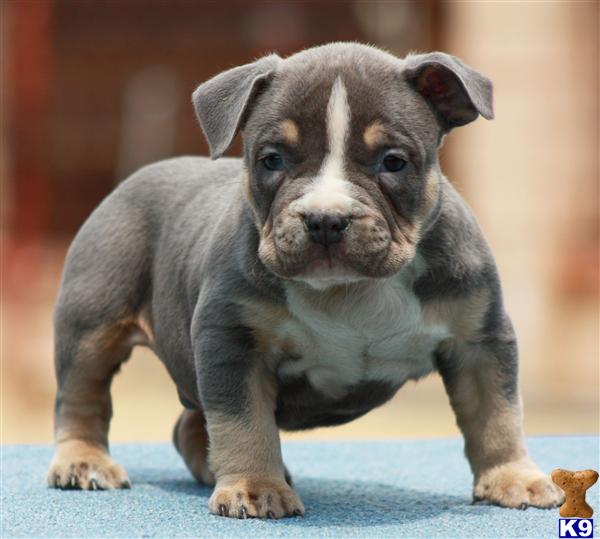 11 Craigslist Bay Area Pitbull Puppies Photos See more ideas about